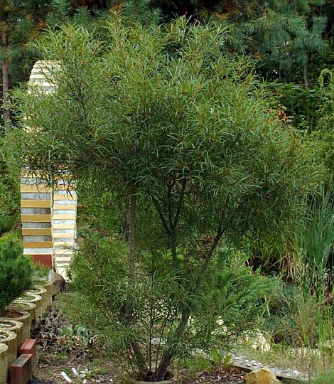 RHAMNUS frangula 'Asplenifolia'